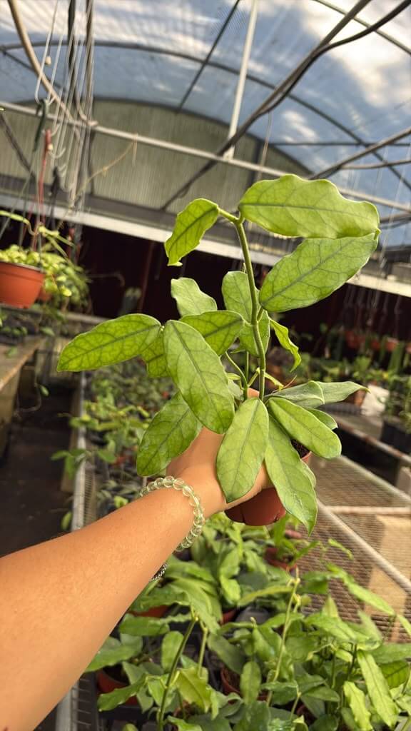 Hoya villosa 4”