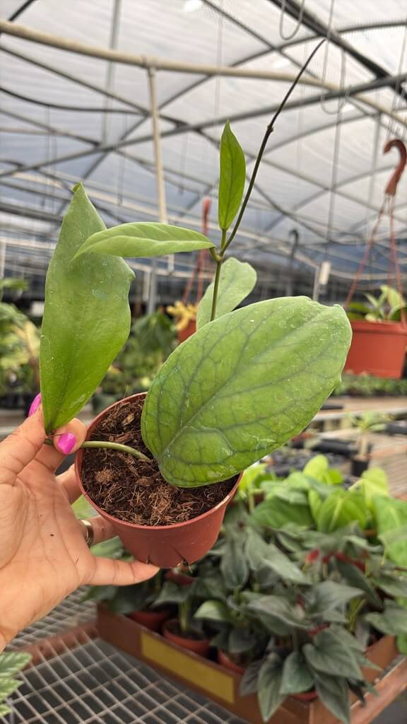 Hoya vitellinoides 4”