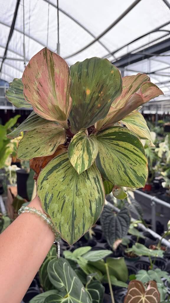 Kampheria variegated 4”