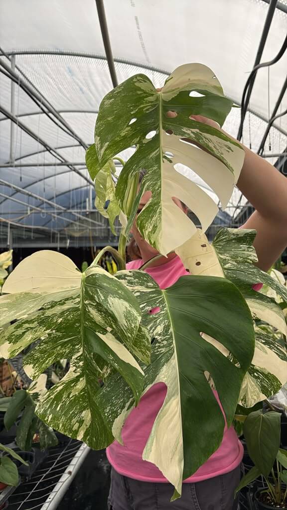 Monstera Albo 6”