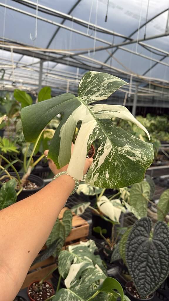 Monstera Albo cutting rooted 4”
