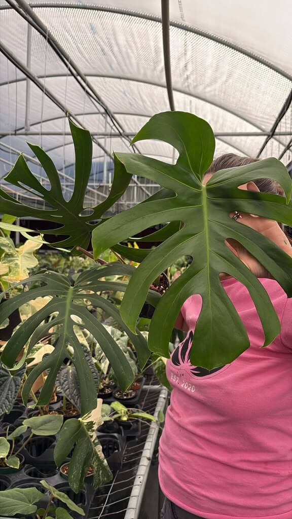 Monstera Brazilian 6”