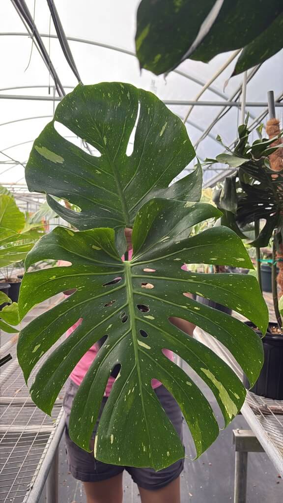 Monstera Thai 1GL