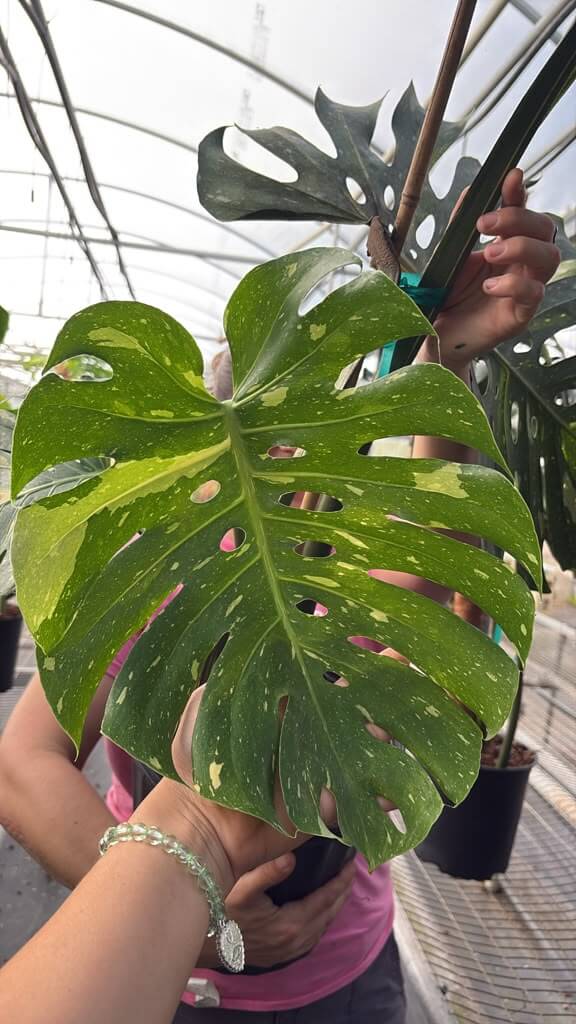 Monstera Thai constellation 1GL