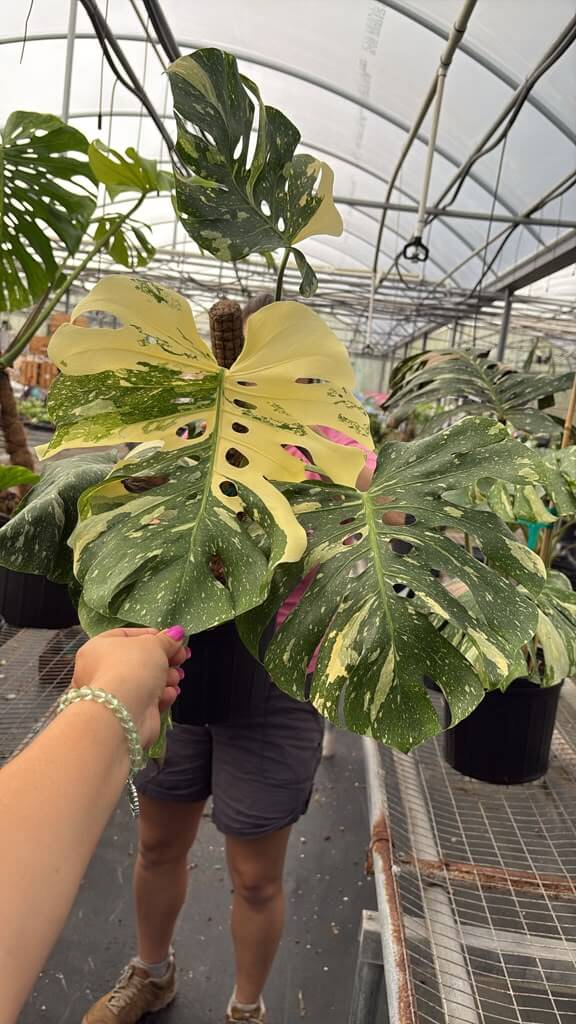 Monstera Thai constellation high color 8”