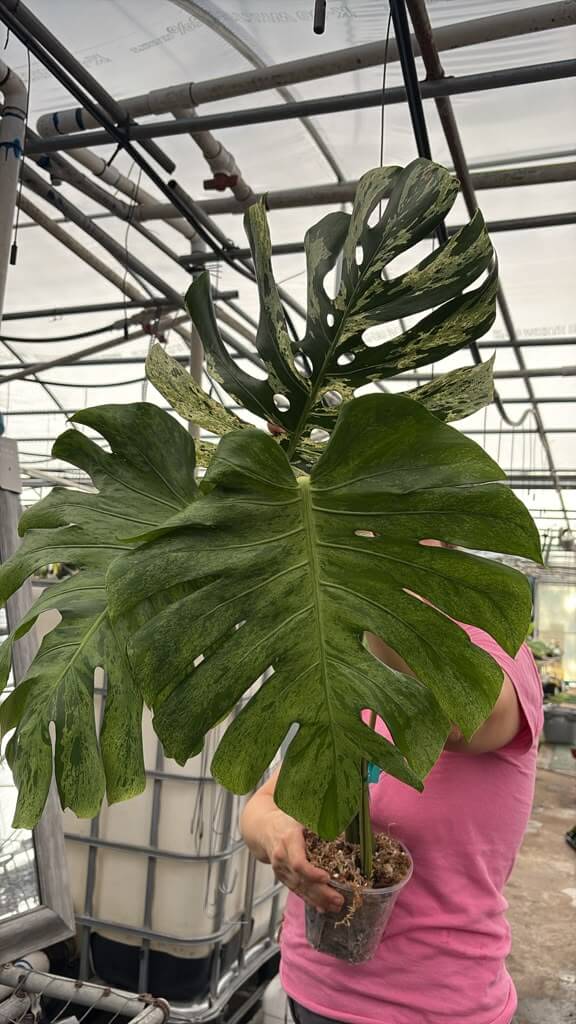 Monstera Vietciosa big one 8”