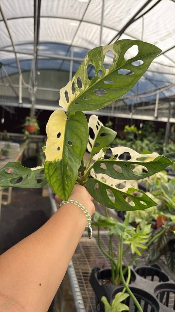 Monstera adansoni Albo 4”