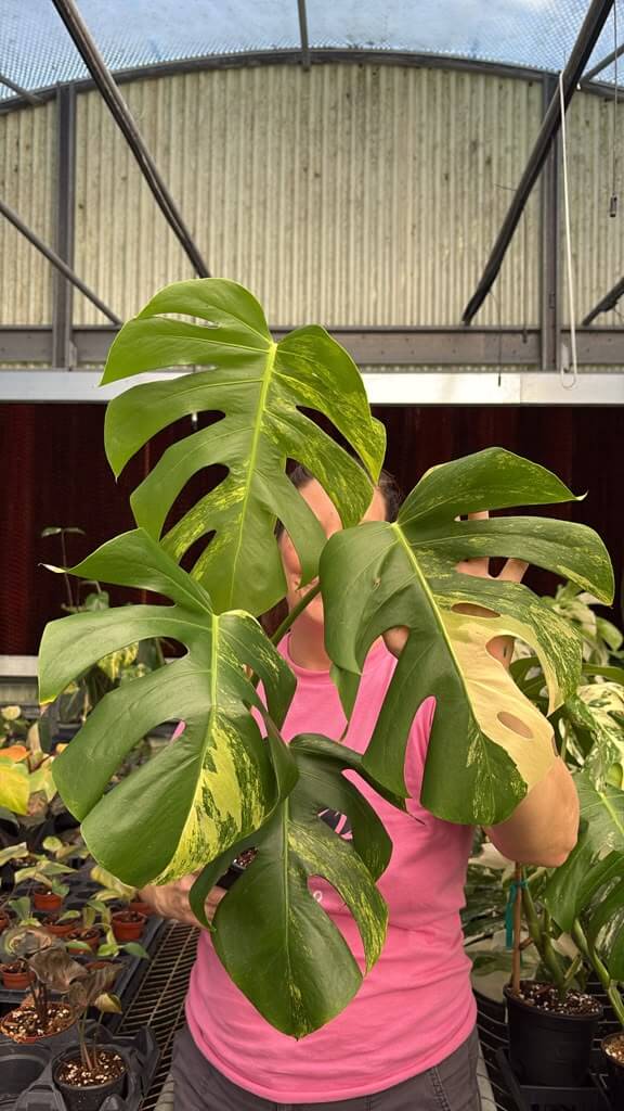 Monstera aurea 5”