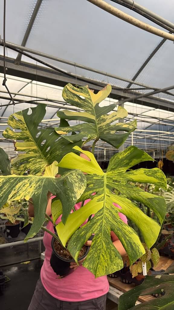 Monstera aurea large form 8”