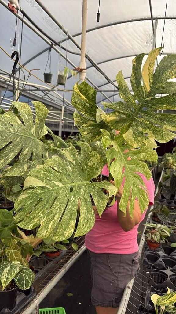 Monstera legacy 1GL