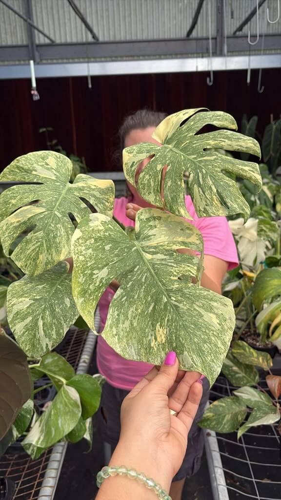 Monstera legacy medium 5”