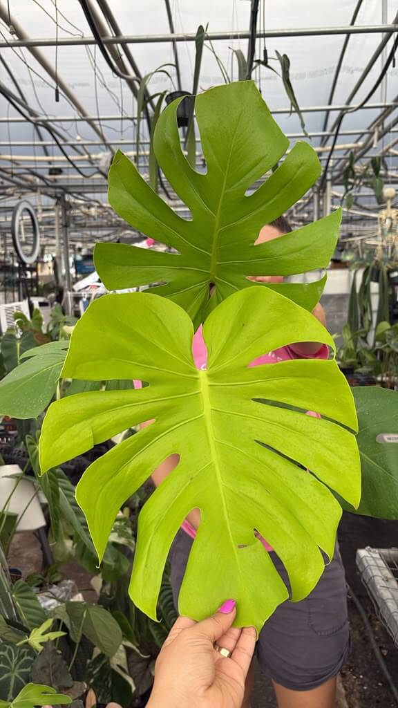 Monstera lemon lime 1GL