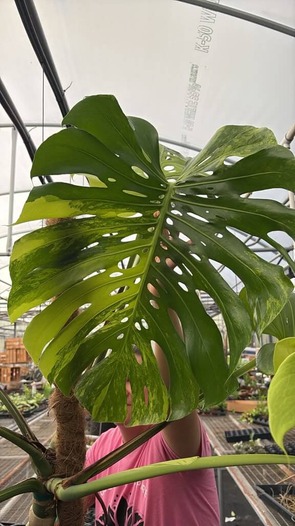 Monstera marilyn 3GL