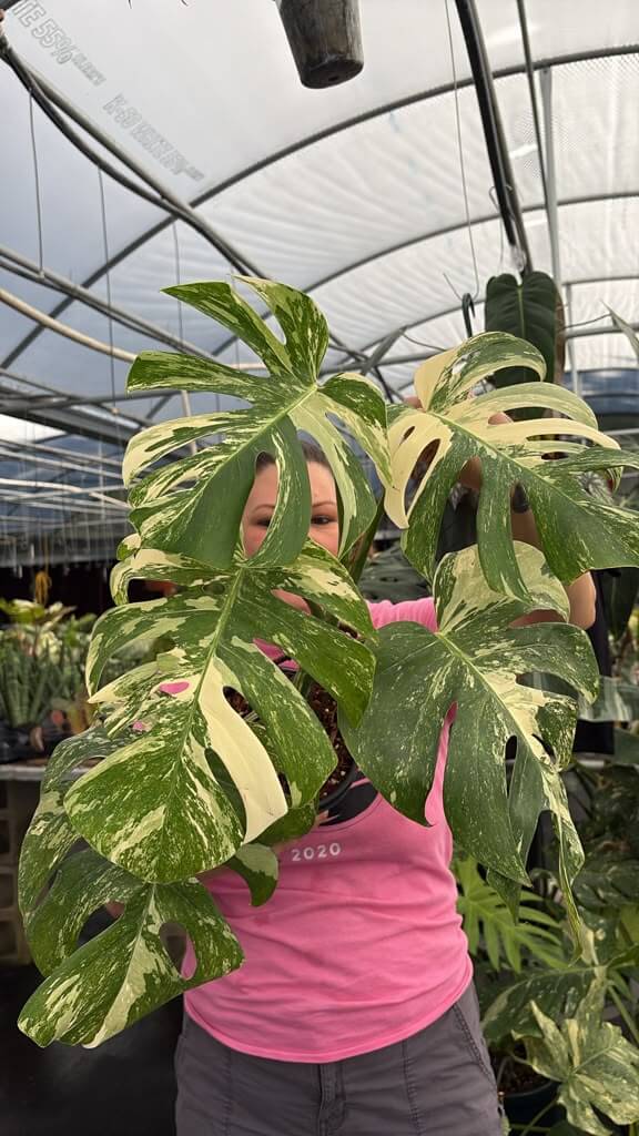 Monstera white tiger 1GL