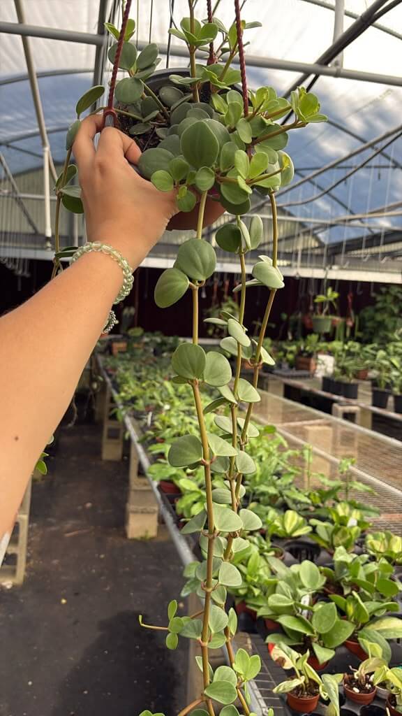 Pepperonia hope 6”