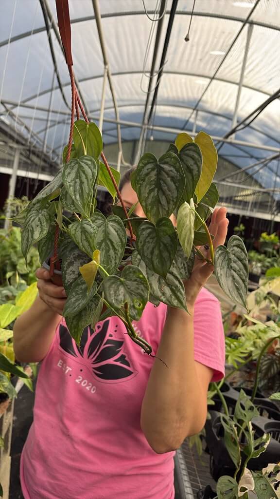 Philodendron Brandi 6”