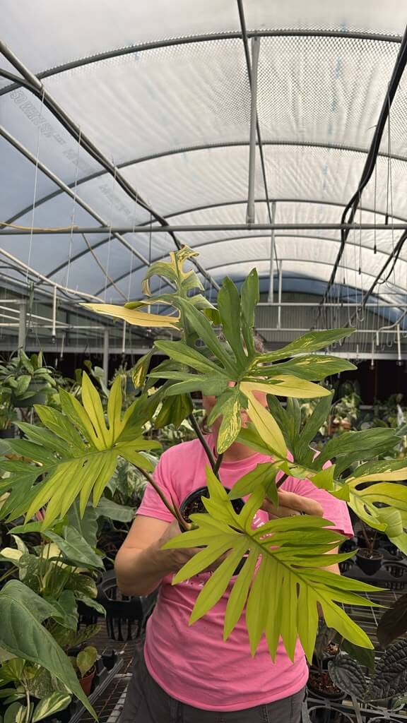 Philodendron Florida beauty x mayoi 6”