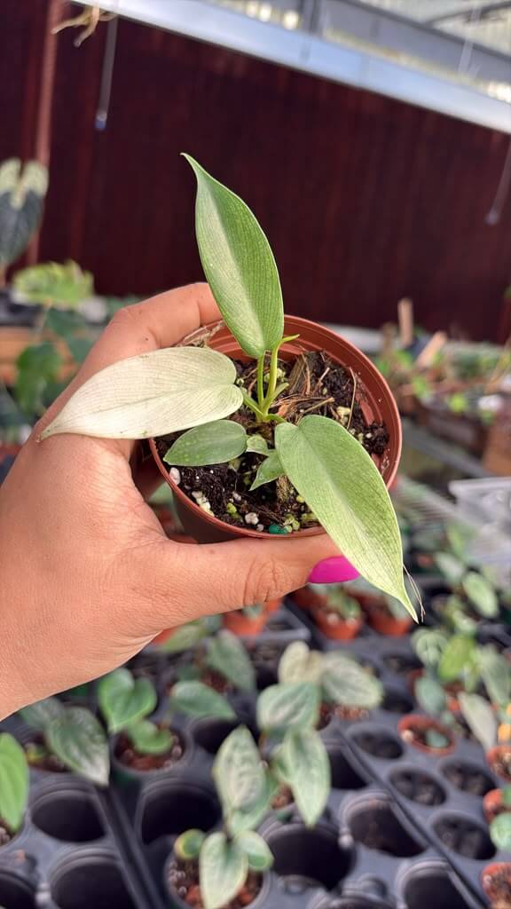 Philodendron Florida ghost 3”