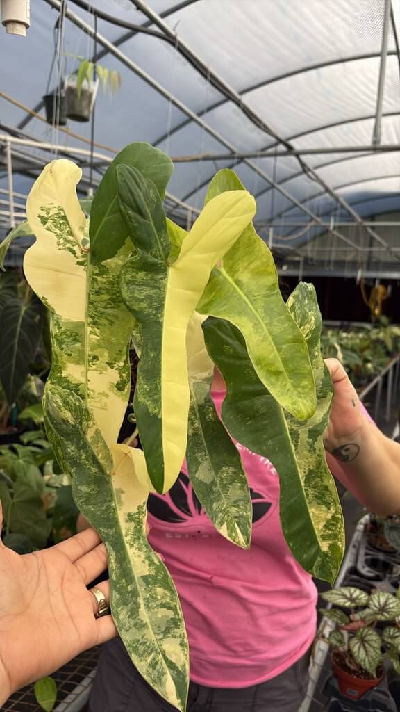 Philodendron Jennifer 6”