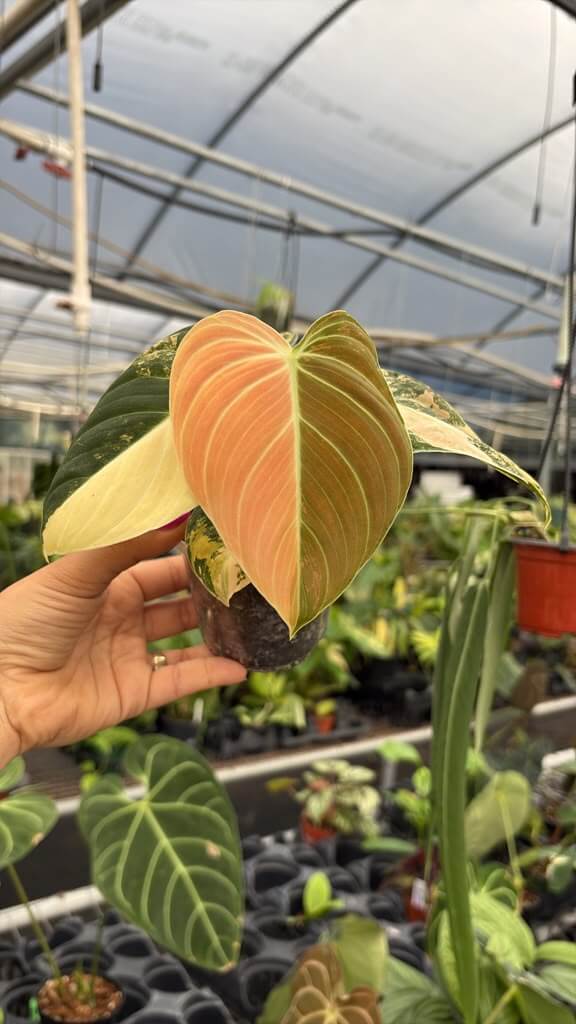 Philodendron Melano orange 4”