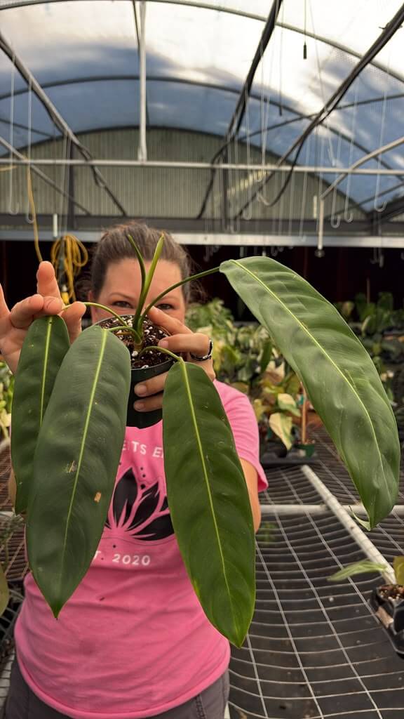 Philodendron Patriciae 5”