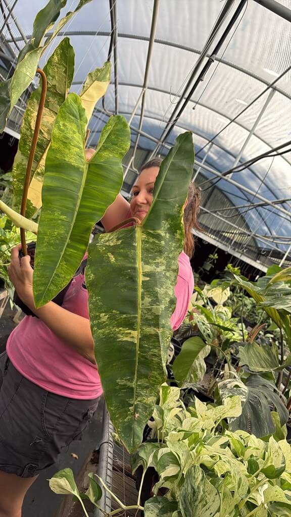 Philodendron billitae variegated exactly one 1GL