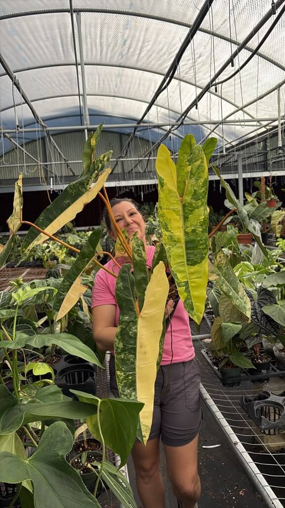 Philodendron billitae variegated large 8”