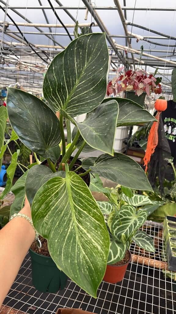 Philodendron birkin 6”