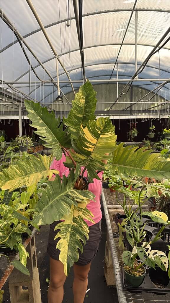 Philodendron caramel marble 8”
