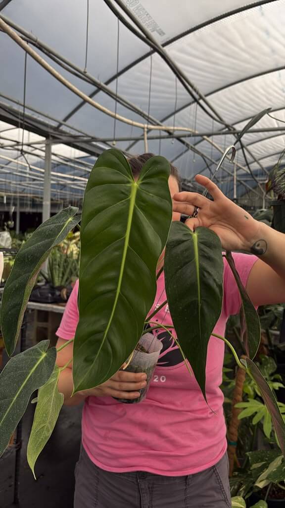 Philodendron esmeralda spirit 5”