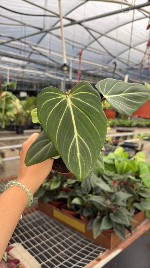 Philodendron gloriosum 4”