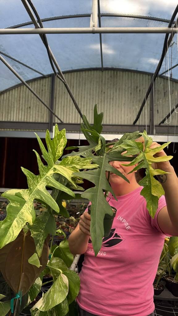 Philodendron kitina 4”