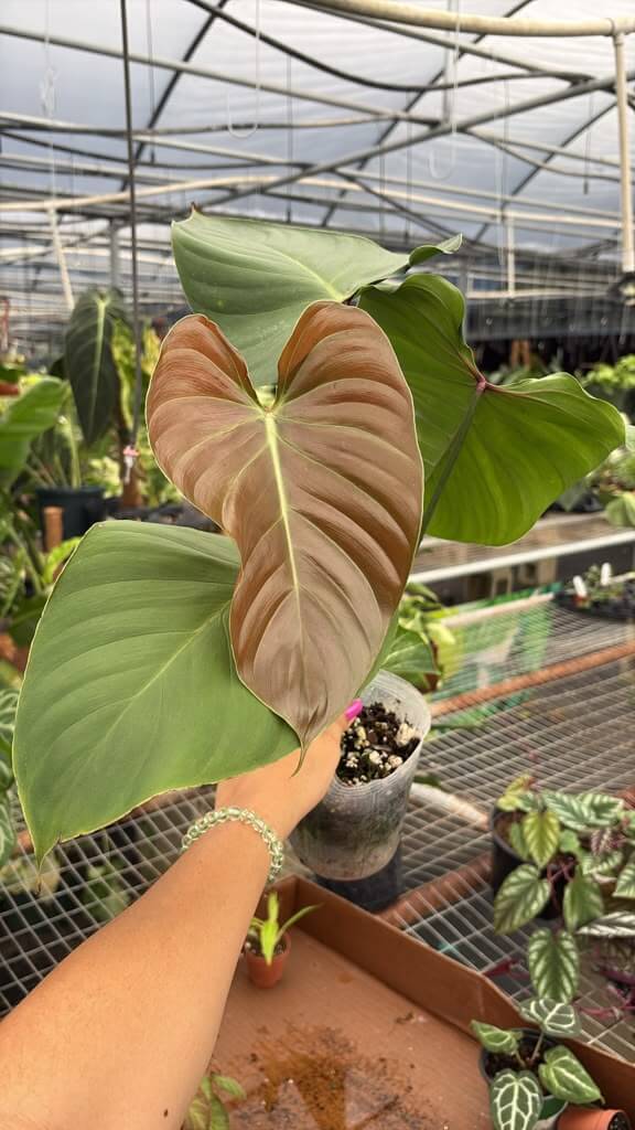 Philodendron lynamii 5”
