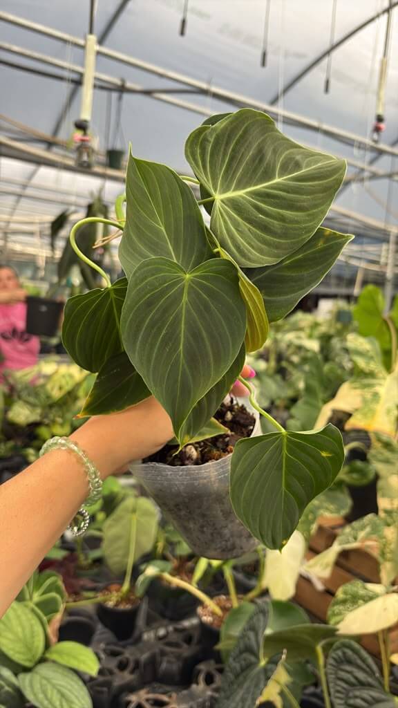 Philodendron majestic 5”