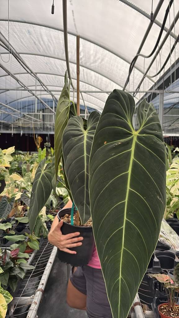 Philodendron melanochysum big one