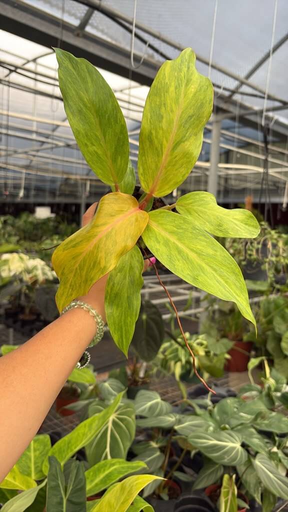Philodendron orange marmalade 4”