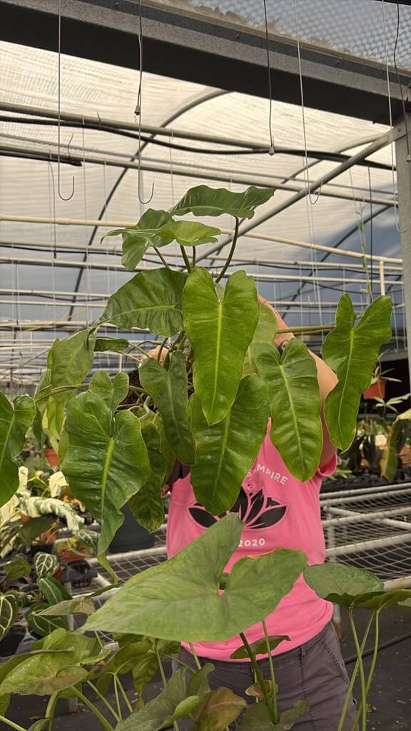 Philodendron paraiso verde 8”