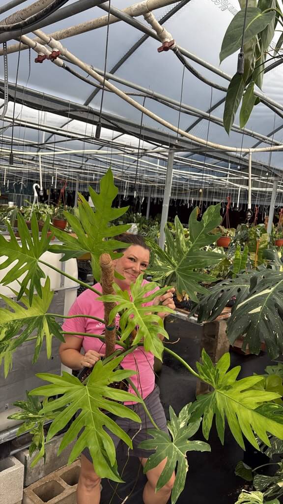 Philodendron radiatum big one