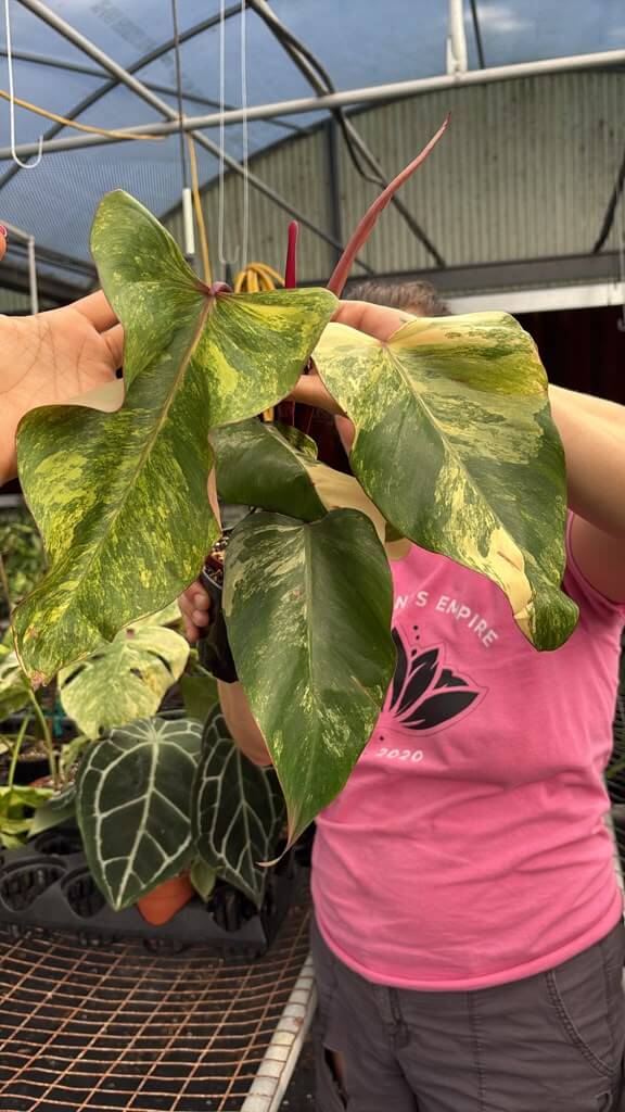 Philodendron strawberry shake 5”