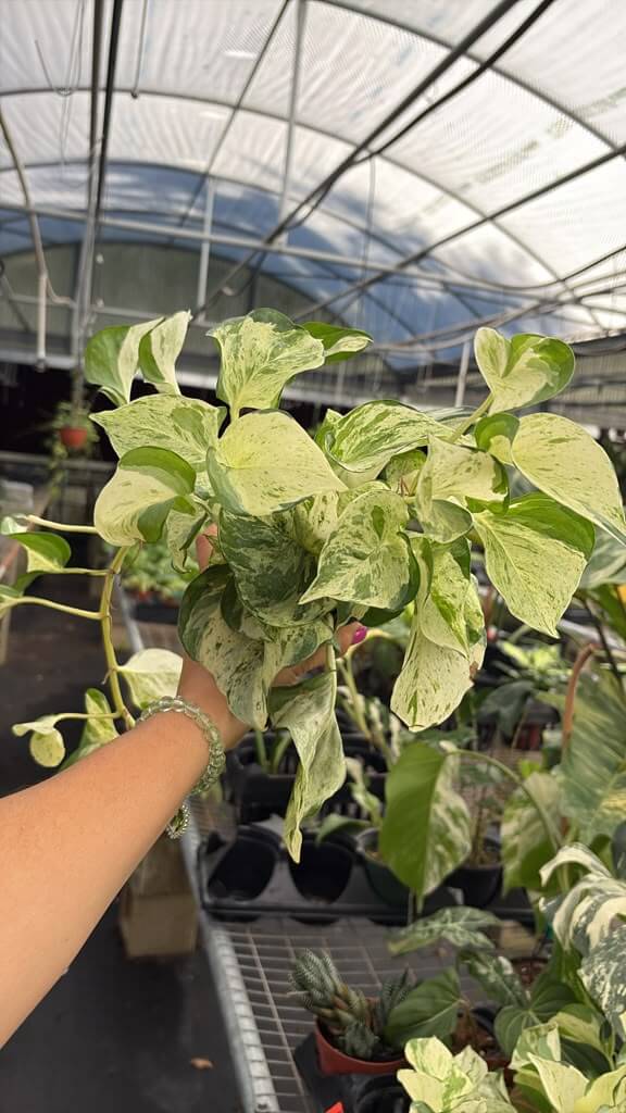 Pothos manjula 4”