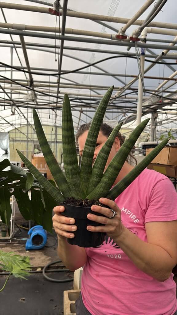Sanseveria starfish 6”