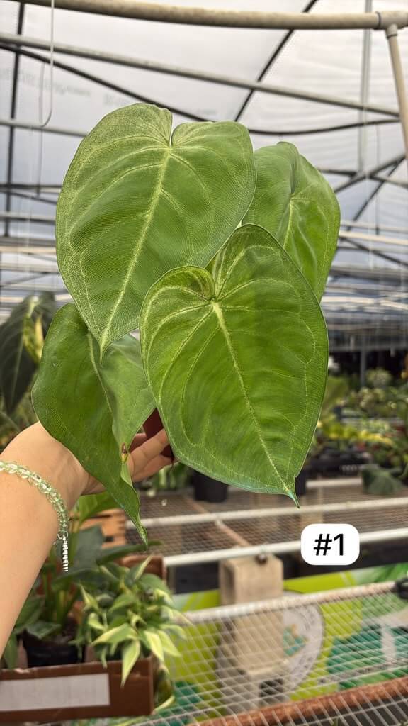 Sygonium ice frost 4”