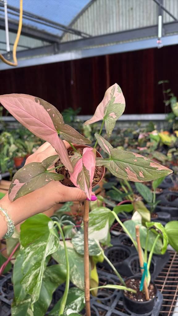 Sygonium pink splash 3”