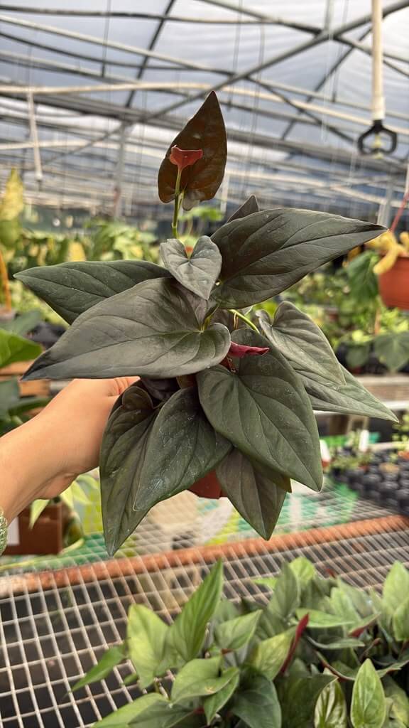 Sygonium red arrow 4”