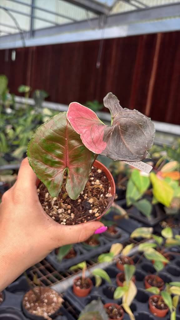 Sygonium strawberry ice 4”