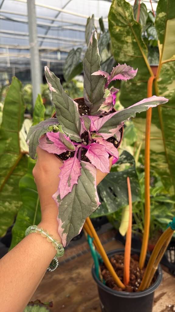 Variegated purple passion 4”